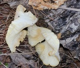 Neolentinus lepideus image