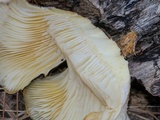 Neolentinus lepideus image