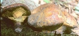 Paragyrodon sphaerosporus image