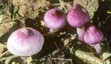 Inocybe lilacina image