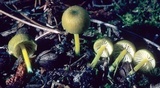 Entoloma incanum image