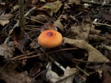 Leucoagaricus rubrotinctus image