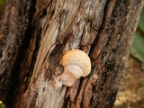 Pycnoporus sanguineus image
