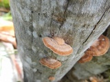 Gloeophyllum sepiarium image
