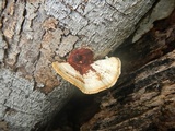 Earliella scabrosa image