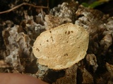 Earliella scabrosa image