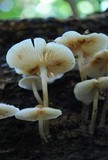 Mycena maculata image