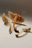 Mycena maculata image