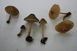 Mycena maculata image