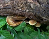 Hypholoma subviride image