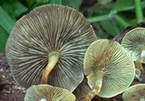 Hypholoma subviride image