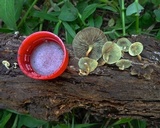 Hypholoma subviride image