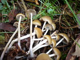Psilocybe serbica image