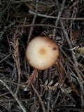 Psathyrella longistriata image