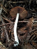 Psathyrella longistriata image