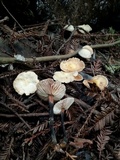 Gymnopus brassicolens var. brassicolens image
