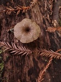 Arrhenia epichysium image