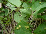 Puccinia aegopodii image