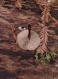 Arrhenia epichysium image