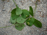 Puccinia aegopodii image