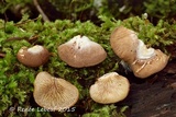 Crepidotus kauffmanii image