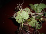 Puccinia glechomatis image