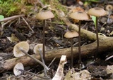 Entoloma lividocyanulum image