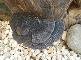 Hexagonia hydnoides image