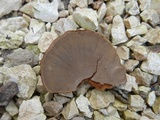 Hexagonia hydnoides image