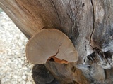 Hexagonia hydnoides image