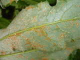 Puccinia glomerata image