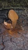 Battarrea stevenii image