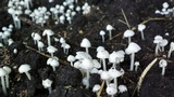 Termitomyces microcarpus image