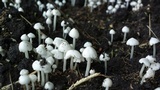 Termitomyces microcarpus image