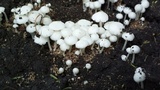 Termitomyces microcarpus image
