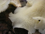 Favolus tenuiculus image
