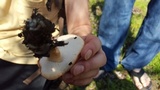 Polyporus tuberaster image