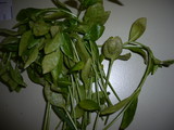 Puccinia vincae image
