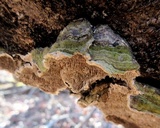 Cerrena unicolor image