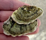 Cerrena unicolor image