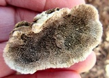 Cerrena unicolor image