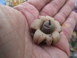 Geastrum morganii image