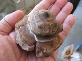 Geastrum triplex image