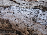 Biscogniauxia atropunctata image
