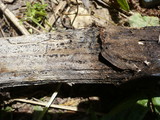 Pyrenopeziza arctii image
