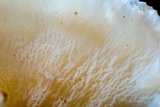 Merulius tremellosus image