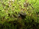 Sticta sylvatica image