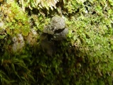 Sticta sylvatica image