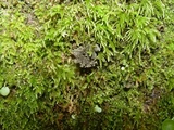 Sticta sylvatica image