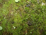 Sticta sylvatica image